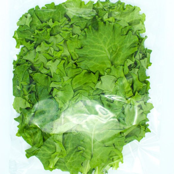 Organic starfighter lettuce