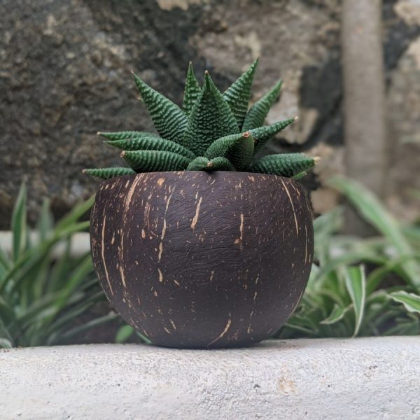 coconut shell planter