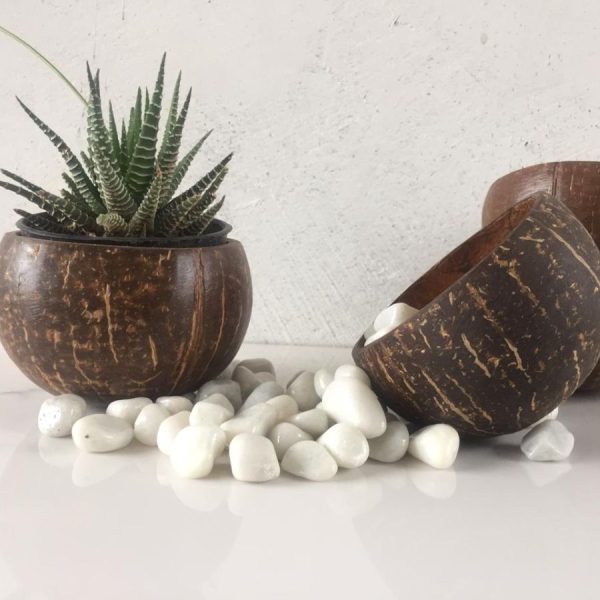coconut shell planter