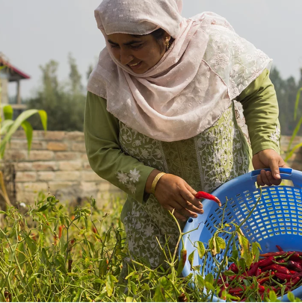 woman hand picking organic chillies