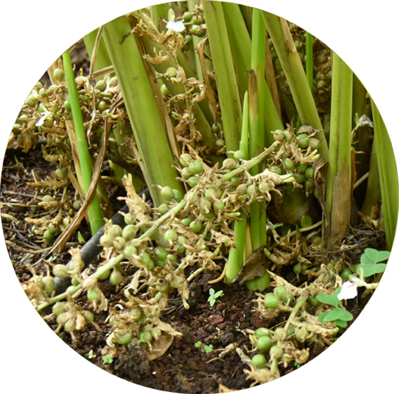 organic cardamom plant